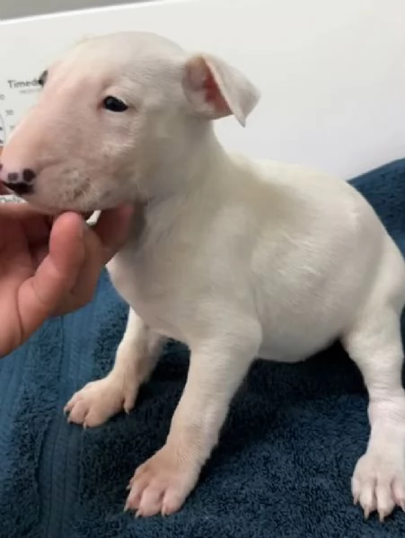 Bull Terrier cuccioli maschio e femmina | Foto 0