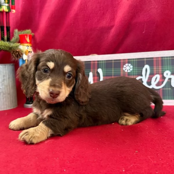 Bassotto nana cuccioli maschio e femmina | Foto 0