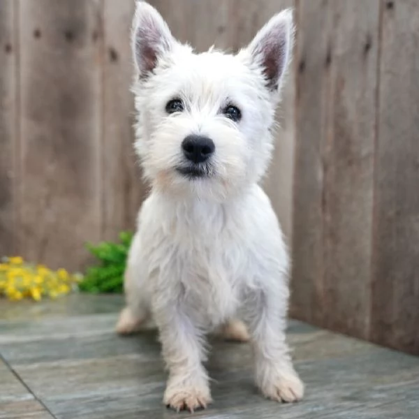 West Highland White Terrier cuccioli maschio e femmina