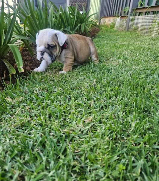 Bulldog Inglese cuccioli maschio e femmina | Foto 2