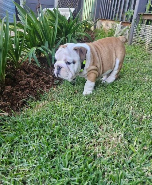 Bulldog Inglese cuccioli maschio e femmina | Foto 1
