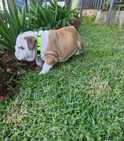 Bulldog Inglese cuccioli maschio e femmina