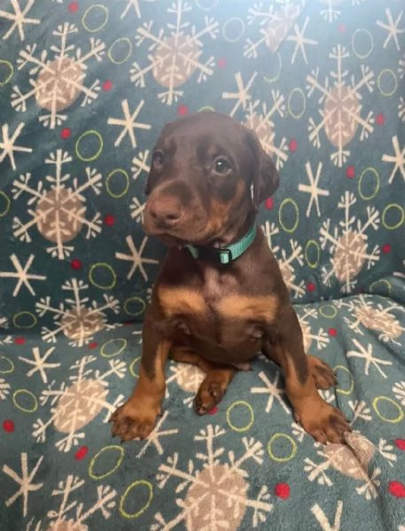 Dobermann cuccioli maschio e femmina | Foto 0