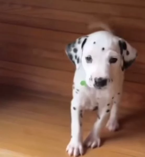 Dalmata cuccioli maschio e femmina | Foto 0