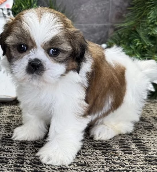 ShihTzu Mini Toy cuccioli maschio e femmina | Foto 0