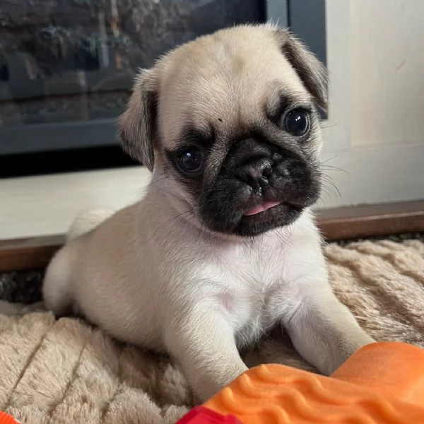 Carlino Pug cuccioli maschio e femmina | Foto 0