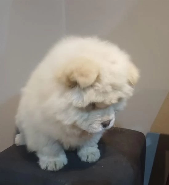 Chow Chow cuccioli maschio e femmina | Foto 1