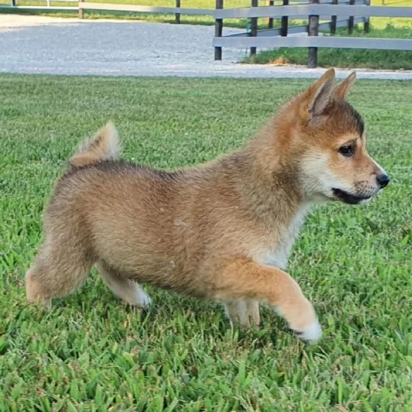 Shiba Inu cuccioli maschio e femmina | Foto 0