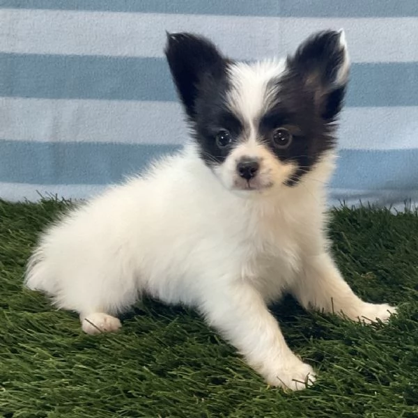 Regalo Papillon cuccioli maschio e femmina | Foto 0
