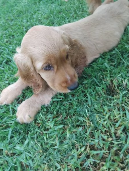 Cocker spaniel cuccioli maschio e femmina | Foto 0