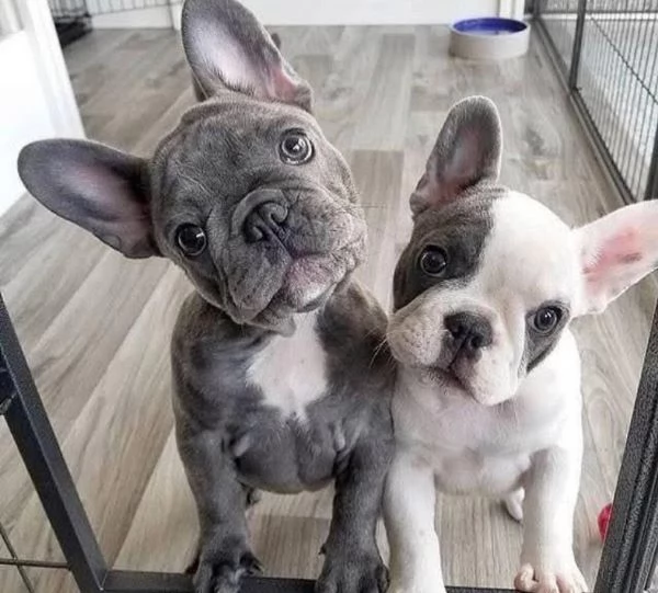 Bulldog Francese cuccioli maschio e femmina