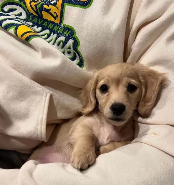 Bassotto cuccioli maschio e femmina  Disponibili splendidi cuccioli di bassotto maschio e femmin | Foto 2