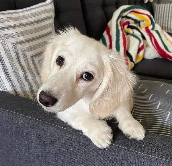 Bassotto cuccioli maschio e femmina  Disponibili splendidi cuccioli di bassotto maschio e femmin | Foto 1