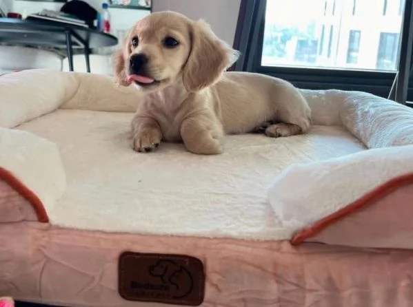 Bassotto cuccioli maschio e femmina  Disponibili splendidi cuccioli di bassotto maschio e femmin | Foto 0