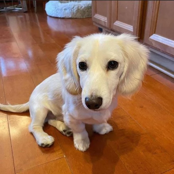 Bassotto cuccioli maschio e femmina  Disponibili splendidi cuccioli di bassotto maschio e femmin