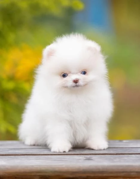 Volpino Pomeranian cuccioli maschio e femmina