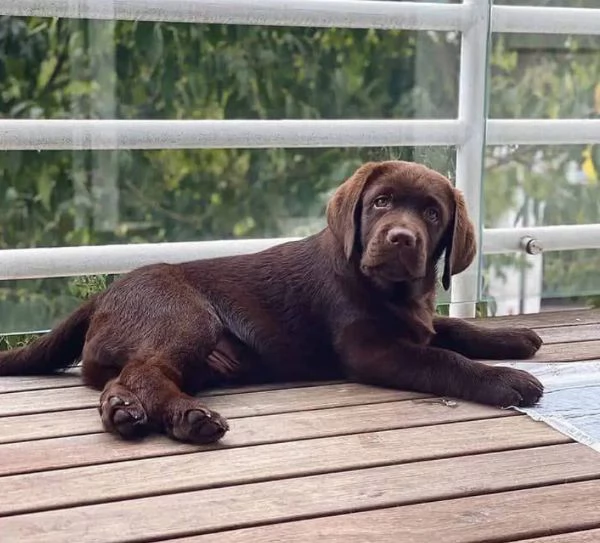 Labrador cuccioli maschio e femmina | Foto 1