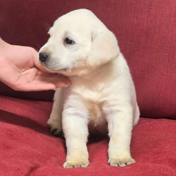 Labrador cuccioli maschio e femmina | Foto 0