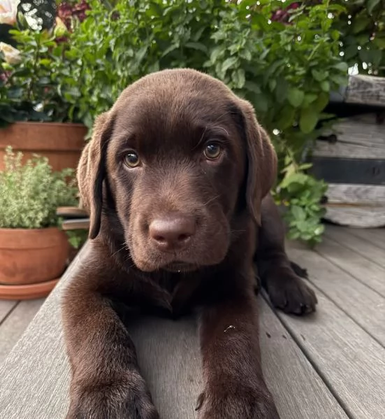 Labrador cuccioli maschio e femmina