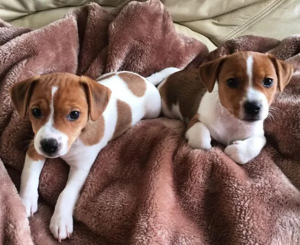 Jack Russell cuccioli maschio e femmina