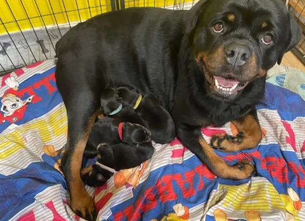 Rottweiler cuccioli maschio e femmina