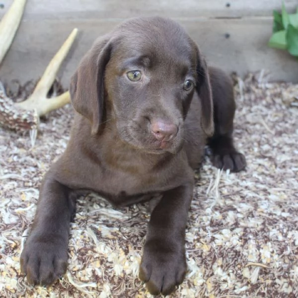 Labrador cuccioli maschio e femmina