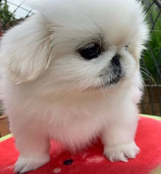 Pechinese cuccioli maschio e femmina