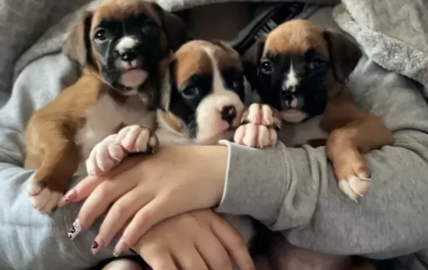 Adorabili cuccioli di Boxer