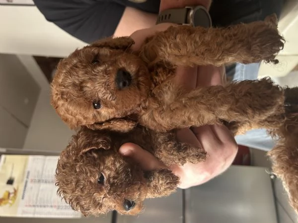 Barboncino toy red | Foto 6