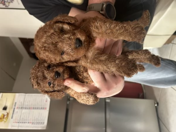 Barboncino toy red | Foto 5