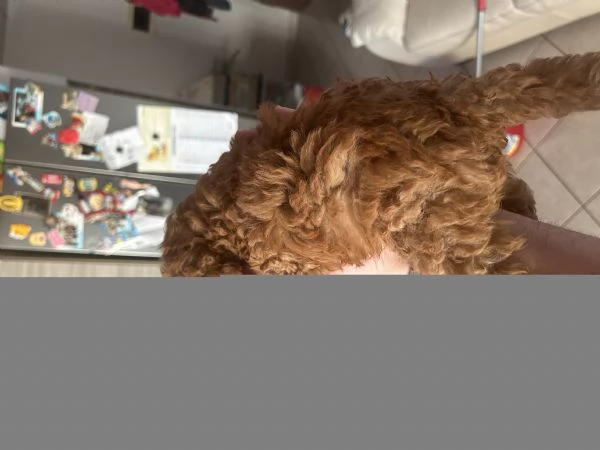 Barboncino toy red | Foto 4