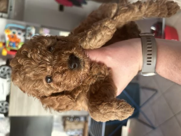 Barboncino toy red | Foto 3