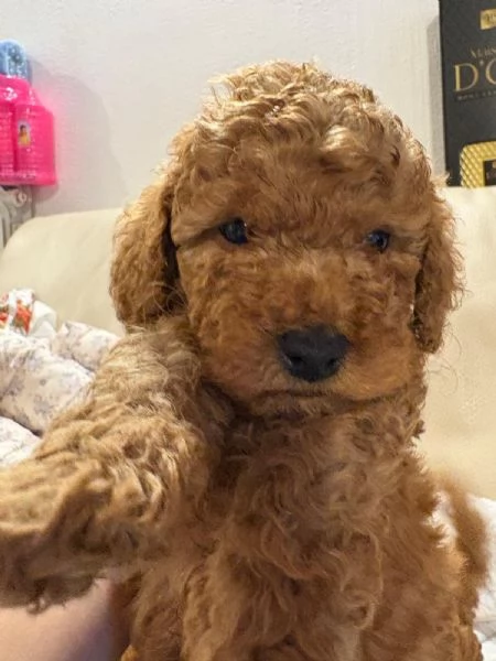 Barboncino toy red | Foto 2