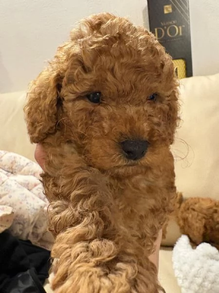 Barboncino toy red | Foto 1