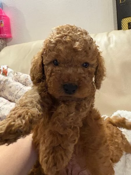 Barboncino toy red | Foto 0