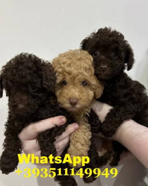 Regala dei cuccioli di barboncino