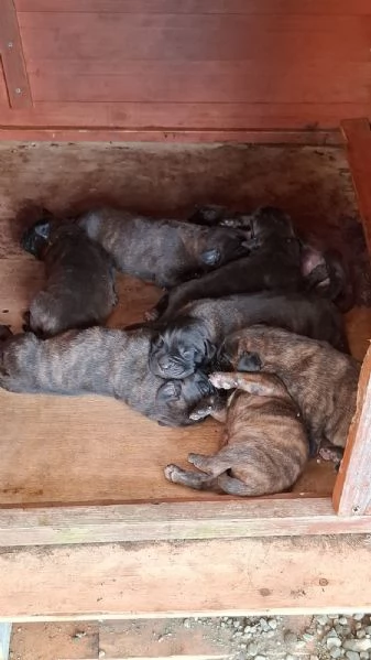 Vendo cuccioli  | Foto 0