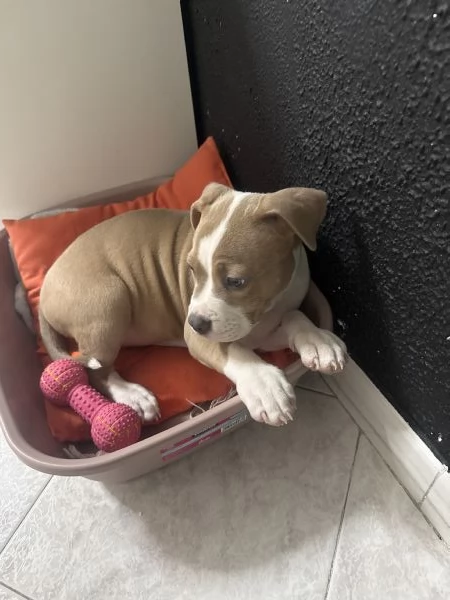 Vendo AmStaff cucciola di 3 mesi | Foto 2
