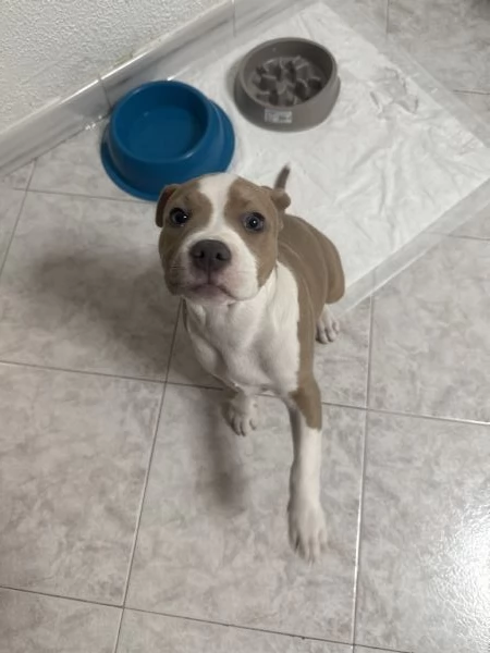 Vendo AmStaff cucciola di 3 mesi | Foto 1