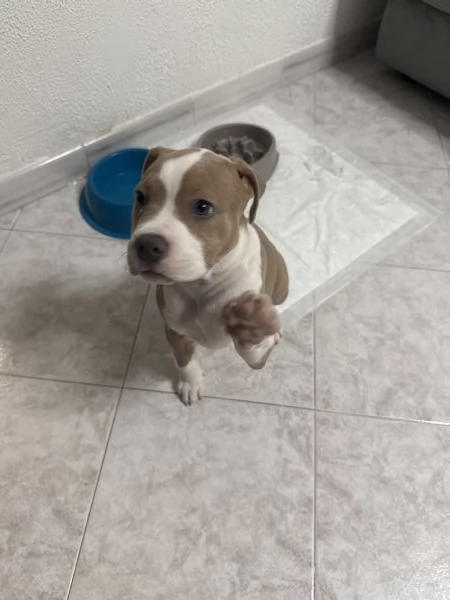 Vendo AmStaff cucciola di 3 mesi | Foto 0