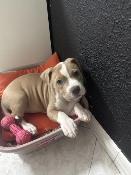 Vendo AmStaff cucciola di 3 mesi