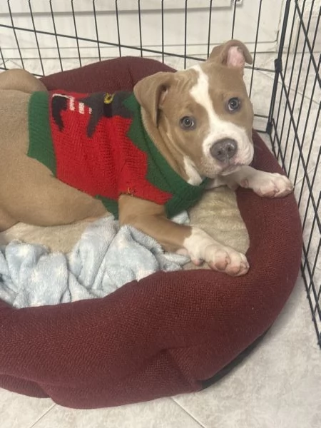 Vendo cucciola di AmStaff di nome Hope 3 mesi