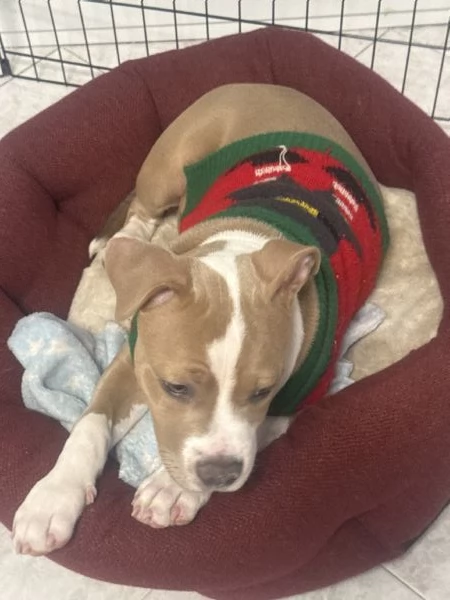 Vendo cucciola di AmStaff di nome Hope 3 mesi | Foto 3