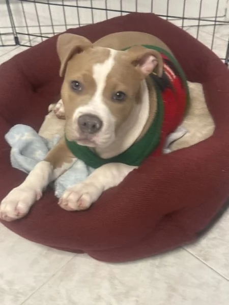 Vendo cucciola di AmStaff di nome Hope 3 mesi | Foto 2