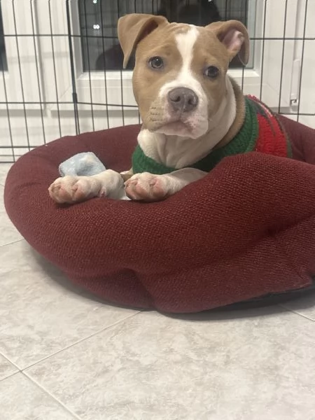 Vendo cucciola di AmStaff di nome Hope 3 mesi | Foto 1