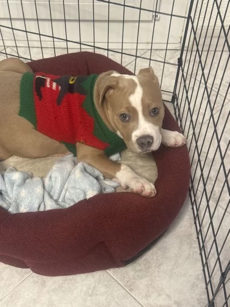 Vendo cucciola di AmStaff di nome Hope 3 mesi | Foto 0