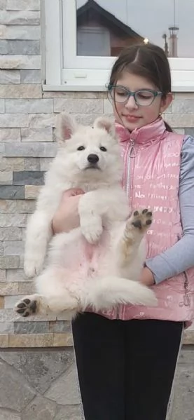 Pastore Svizzero Bianco Cuccioli | Foto 4