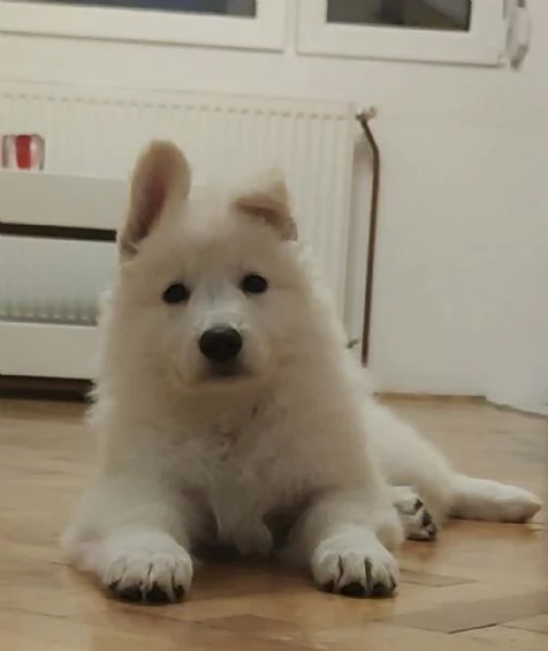 Pastore Svizzero Bianco Cuccioli | Foto 3