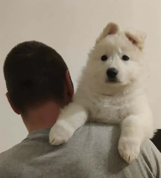 Pastore Svizzero Bianco Cuccioli | Foto 2