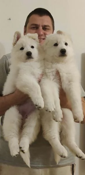 Pastore Svizzero Bianco Cuccioli | Foto 1